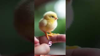 Adorable Mini Chicken and Chick Compilation!  #TinyPaws #cutenessoverload #viral #cat #kitten #cute