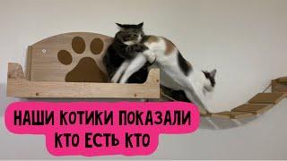 Котики показали своё истинное лицо 