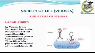 XI Botany Ch# 05, Variety of Life, Lec #04, TOPIC: Variety of Life By Fahmida Gul Umrani