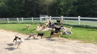 Baby Goats Born to Run