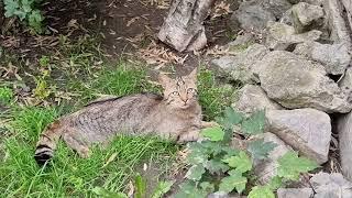 European wild cat