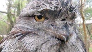 Owl (Frogmouth) Is Not Impressed