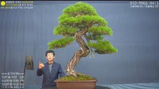 10월 21일(月) 129회차 Live 방송 【스마일분재경매(韓国の盆栽/Korean Bonsai)】