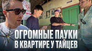 ОГРОМНЫЕ ПАУКИ В КВАРТИРЕ У ТАЙЦЕВ!