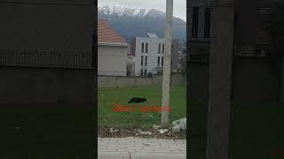 black cat#cat#foryou #youtube #youtubeshorts #alborginaltv