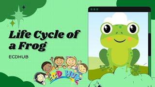 Life Cycle Of A Frog By ECDHUB