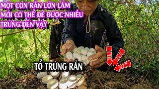 Tìm thấy HANG và TỔ TRỨNG RẮN lớn nhất | TGSB #1025