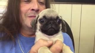 The Puppy Experience 96