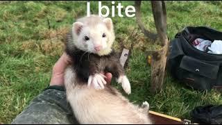 Ferreting some new permission