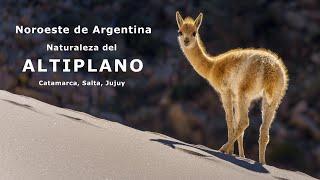 Nature of the Altiplano - Pómez Stone, Antofalla Salt Flat, Arizaro Salt Flat - Northwest Argentina.