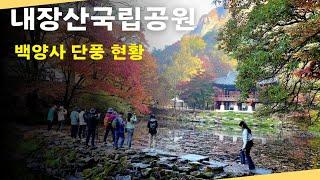 [4K]내장산국립공원 백양사 단풍 현황/2024.11.11/내장산 단풍