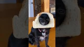 Bread Dozer ️