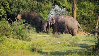 From Forests to Grasslands: How Elephants Create Beautiful Landscapes Asian Elephant Soul sumeda