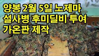 양봉 2월 5일 노제마 설사병 후미딜비 투여 가온판 제작