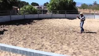 Is your horse doing what you want in the round pen?