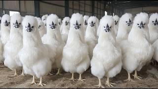 How Chinese Raising Millions of Silkie Chickens For Eggs and Meat - Silkie Chicken Farming Technique