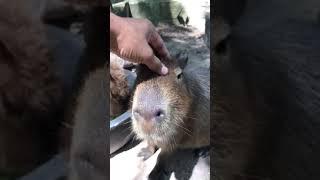 this is capybaraso cuteso lovelyso friendlyanimal.