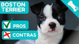  ADVANTAGES and DISADVANTAGES of owning a BOSTON TERRIER  PROS  CONS BOSTON TERRIER dogs.