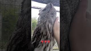 Gorgeous  My Great Grey Owl Nigel ️ love him#love #owl#birds  #fluffy #shorts#cute #pets #eyes