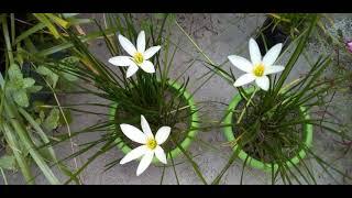 White saffron || white kisher || kashmiri kisher || how to kisher grow ||