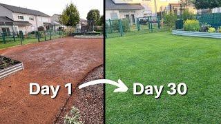 Complete Lawn Renovation without Aeration!