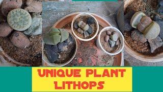 Few important tips to grow lithops easily indoor.(@greenleaf8217)