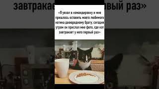 Я скорость  #юмор #прикол #смех #cat #кино #funny #мем #memes #топ