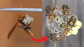 Survival of the Three Queen Wasps