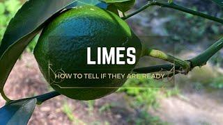 How to Tell if Limes are Ready for Harvest