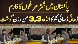 Biggest Ostrich Farm in Pakistan