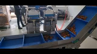 Falafel Packaging Machine - Falafel Paketleme Makinesi