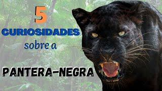 PANTERA-NEGRA! VEJA 5 CURIOSIDADES SOBRE ESSE FELINO FANTÁSTICO! UM DOS ANIMAIS LINDOS DA NATUREZA!