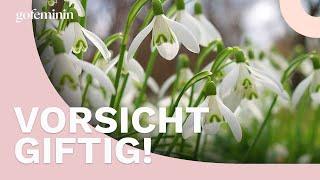 Vorsicht: Diese Frühlingsblumen sind giftig!