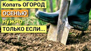 А стоит ли КОПАТЬ почву на огороде ОСЕНЬЮ? Плюсы и минусы осенней перекопки.