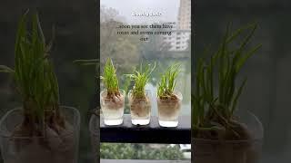 How To Grow Garlic At Home-Fast N Easy #homegoals