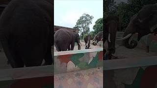 Dubare Elephant Camp | Coorg | Kodagu | #thecreativeedge #ytshorts #elephantcamp