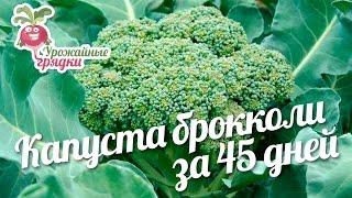 Капуста брокколи за 45 дней #urozhainye_gryadki