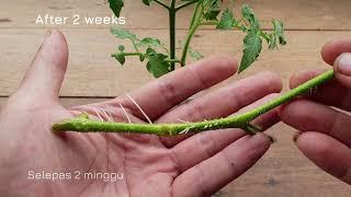 How to grow tomato from suckers /stems of tomato