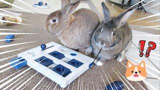 Shocking Ways Funny Rabbits Used a Dog Activity Toy! Bunnies are Smart!