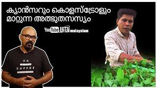 ക്യാൻസറും കൊളസ്ട്രോളും മാറ്റുന്ന അത്ഭുതസസ്യം | Rocket leaf | Lucy