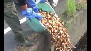 えっなんで！大和郡山の用水路に金魚が沢山いる理由はこれ！タライ桶3杯分が大量投棄放流される一部始終を激撮影 【違法投棄]【生態系破壊案件】【社会問題】Environmental destruction