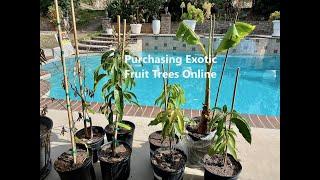 Buying Exotic Fruit Trees Online From Plantogram & Everglades Farms. Mango, Jaboticaba, Namwa Banana