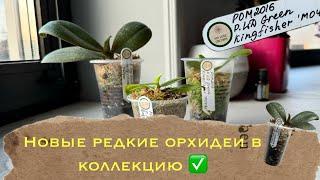 Как заполучить себе очень редкую орхидею в коллекцию Распаковка  #phal #orchidflower #orchidworld