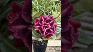 ID: Kim Ngọc 10 giá 130k Bao Ship Nguyên Chậu  070.2727.998 Trung Lê #hoasu #sughep #adenium