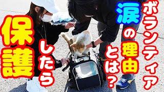 Volunteer decides to rescue stray cats → Cries over unexpected outcome. God bless!