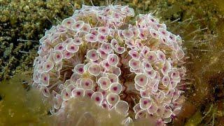 Facts: The Flower Urchin (The World's Most Dangerous Sea Urchin)