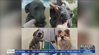 Dogs left behind after alleged murder-suicide taken to shelter