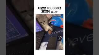 서운함 100000% 고양이