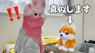 まねっこ豆柴vs会話する天才オウムの衝撃結末‥【モモイロインコ】