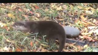 Dallas Zoo Adventures: Otters